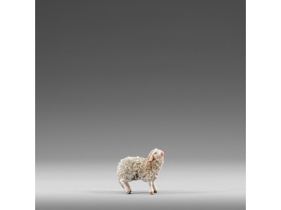 Lamm mit Wolle
