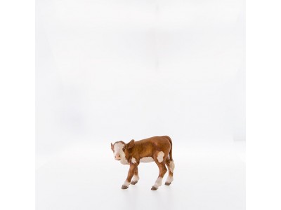 Kalb