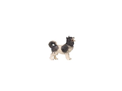 Hund Spitz color, RA