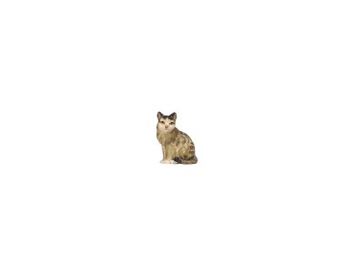 Katze color, RA