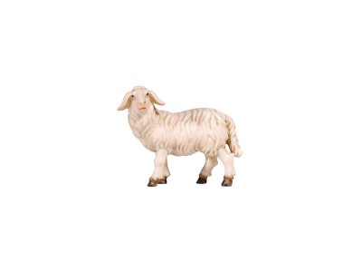 Schaf stehend links schauend color, RA