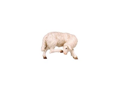 Schaf kratzend color, RA