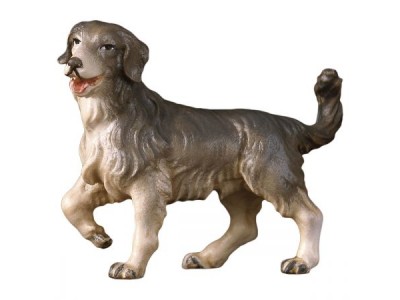 Hi. Hirtenhund color